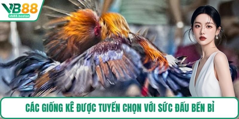 Các giống kê được tuyển chọn với sức đấu bền bỉ