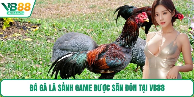 Đá gà là sảnh game được săn đón tại VB88